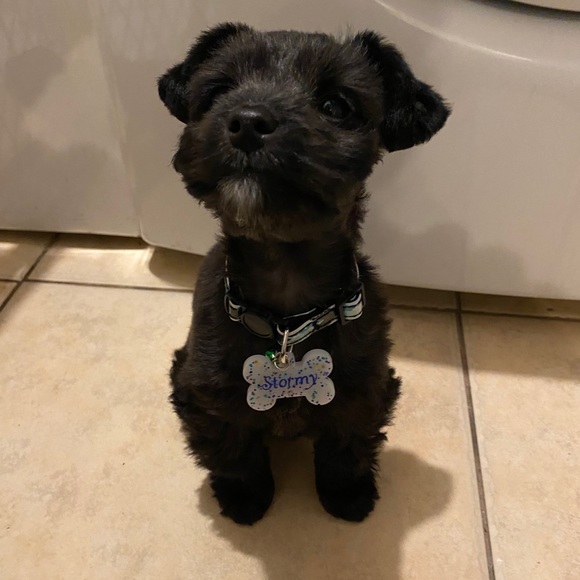 Petsmart Other Custom Dog Tags Poshmark petsmart-other-custom-dog-tags-poshmark
